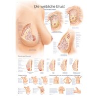 Erler Zimmer Anat. Chart "The Female Breast",...