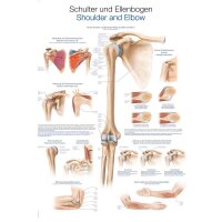 Erler Zimmer Anat. Chart "Shoulder and Elbow",...
