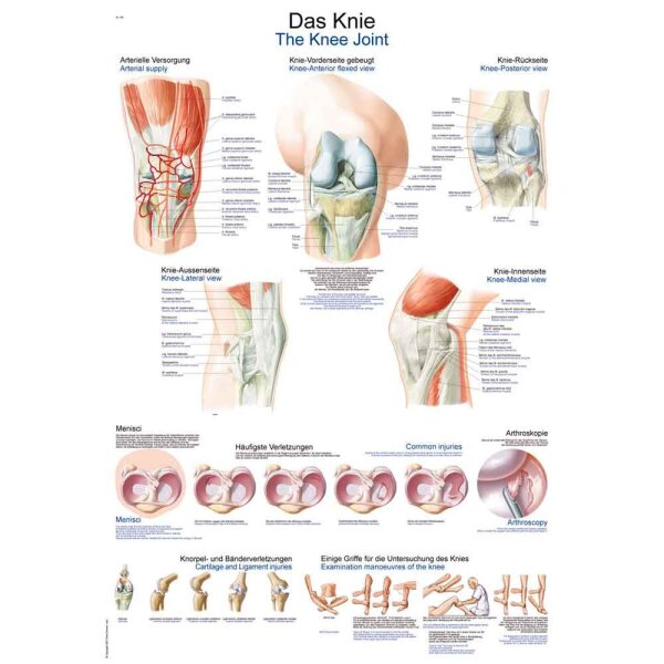 Erler Zimmer Anat. Chart "The Knee", Different Sizes