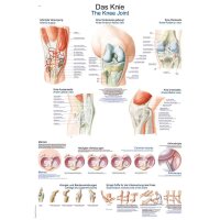 Erler Zimmer Anat. Chart "The Knee", Different...