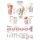 Erler Zimmer Anat. Chart "The Knee", Different Sizes