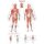 Erler Zimmer Anatomical Chart "Trigger Points", Different Sizes