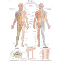 Erler Zimmer Anatomical Chart "Dermatomes",...