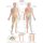 Erler Zimmer Anatomical Chart "Dermatomes", Different Sizes