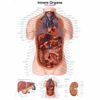 Erler Zimmer Anatomical Chart "Internal...
