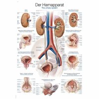 Erler Zimmer Anatomical Chart "Urinary System",...