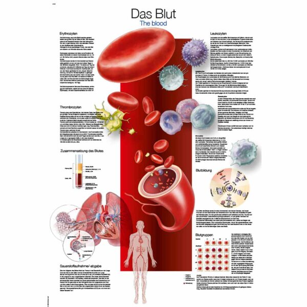 Erler Zimmer Anatomical Chart "The Blood", Different Sizes
