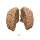 Erler Zimmer Human Brain, Actual Cast, 2 Variants