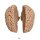 Erler Zimmer Human Brain, Actual Cast, 2 Variants