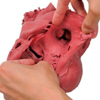 Erler Zimmer Heart Model, Professional, Different Colours